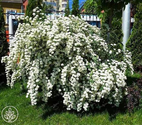 Спирея виды и сорта (77 фото)
