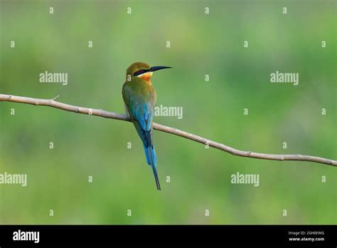 Blue tailed bee eater Stock Photo - Alamy