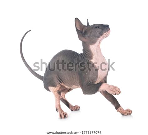 Naked Sphinx Front White Background Stock Photo Shutterstock