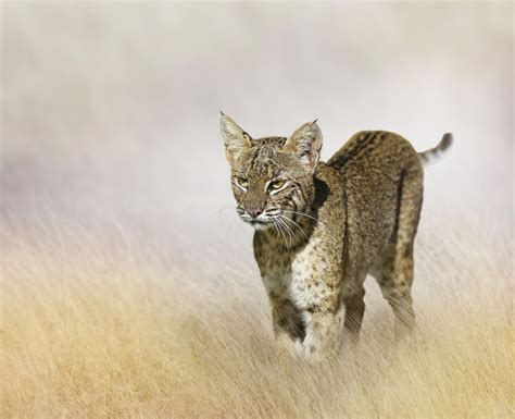 K Big Cats Lynx Rare Gallery Hd Wallpapers