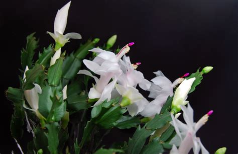 Já ouviu falar em flor de maio Veja como cuidar da planta e muito mais