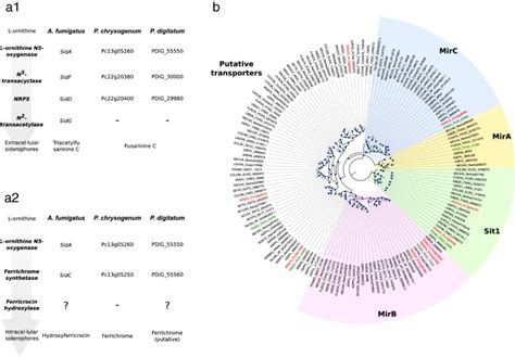 Genome Sequence Of The Necrotrophic Fungus Penicillium Digitatum The Main Postharvest Pathogen