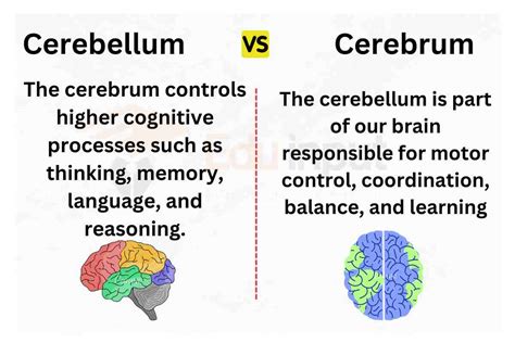 Difference Between Cerebellum And Cerebrum