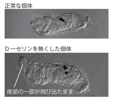 【岡山大学】d アミノ酸はホヤと哺乳類で皮膚分泌に関わる共通の機能をもつ 国立大学法人岡山大学のプレスリリース