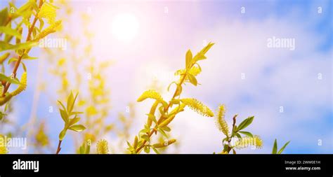 Spring Background With Pussy Willow Branches With Catkins And Sun Wide Photo Stock Photo Alamy