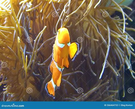 Pez Payaso Amphiprion Ocellaris Anemonefish Nado Entre Los Tent Culos