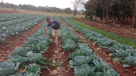 Alimenta O Do Hospital Cassems De Campo Grande Vem Da Agricultura