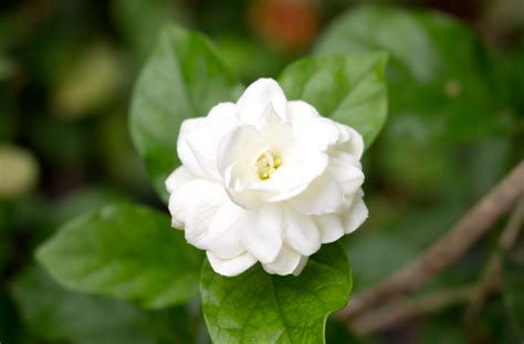 Pakistan National Flower: The Enchanting White Jasmine