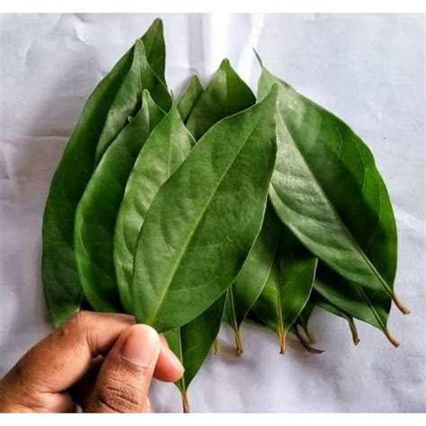 Jual Daun Salam 10 Lembar Fresh Untuk Bumbu Masakan Shopee Indonesia