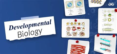 Developmental Biology Notes Importance And Techniques Geeksforgeeks