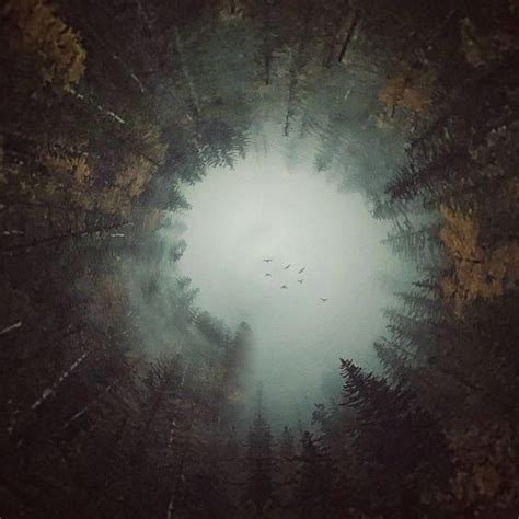 A Foggy Forest Filled With Trees And Birds Flying In The Sky At Night Time