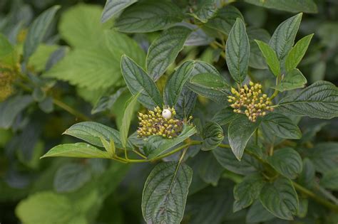 Buah Salju Berry Tanaman Foto Gratis Di Pixabay Pixabay