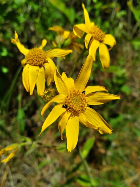 Arnica Acaulis Walter Britton