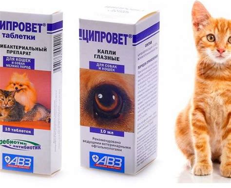 Теразозин Дозы Для Кошек – Telegraph