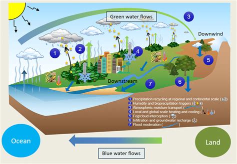 Qu Papel Desempe An Los Bosques En El Ciclo Del Agua