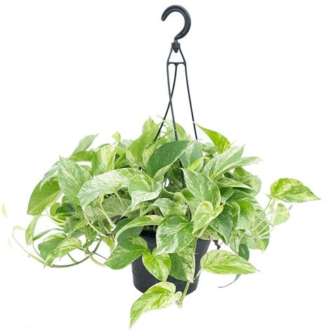 Marble Queen Pothos Hanging Basket Live Plant in an 8 Inch Hanging ...