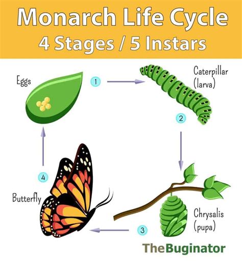 Monarch Life Cycle Stages Instars Photos Video The Buginator