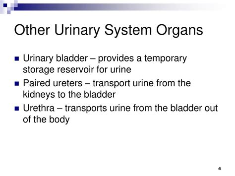 Ppt The Urinary System Powerpoint Presentation Free Download Id 6597298