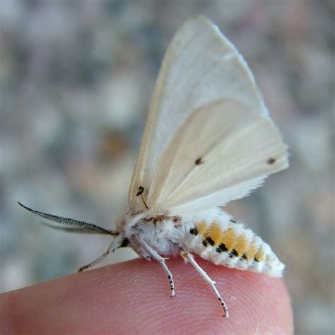 Virginian Tiger Nebraska Data Point Spilosoma Virginica BugGuide Net