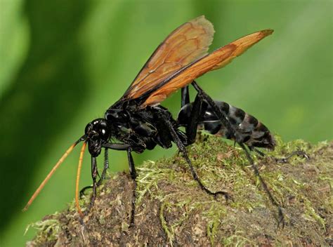 6 things to know about tarantula hawk wasps with 'traumatically painful