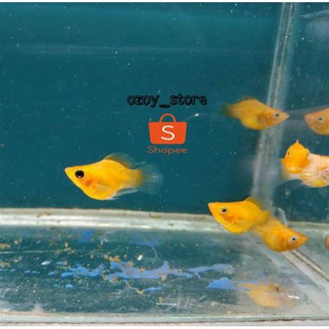 Jual Ikan Molly Golden Balon Molly Sunkist Indonesia Shopee Indonesia