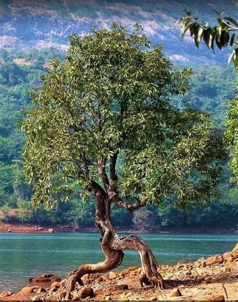 L Arbre Majestueux