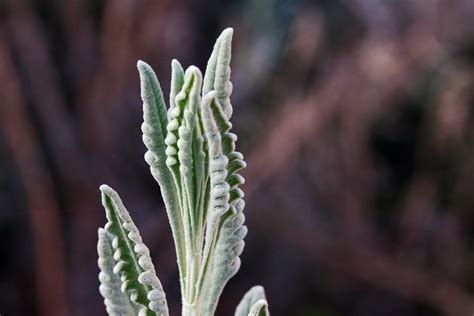 Lavender Daun Daun Herba Foto Gratis Di Pixabay Pixabay