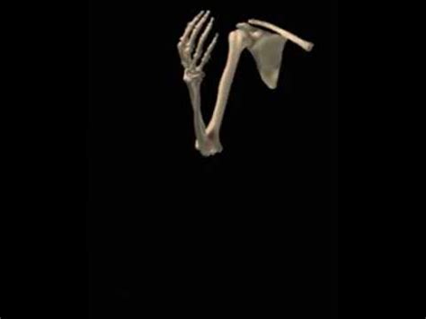 Elbow Flexion Extension Animation YouTube