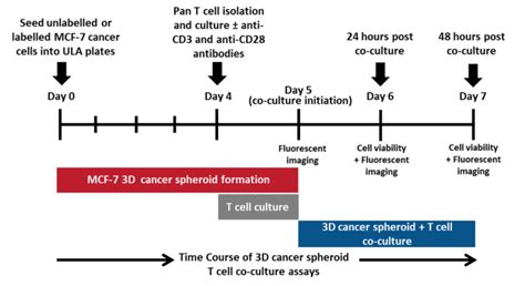 Immune Cell Killing Cellomatics Biosciences