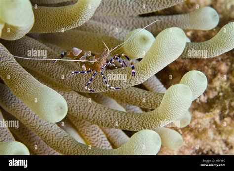 Spotted Cleaner Shrimp Periclimenes Yucatanicus On Giant Caribbean