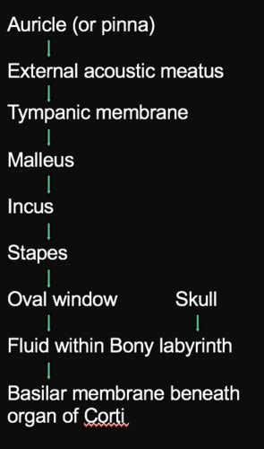 Auditory Flashcards Quizlet