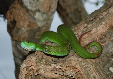 White-lipped Island Pitviper (Trimeresurus insularis) - Bali Wildlife