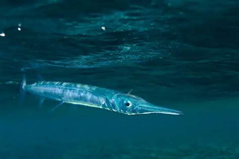 Needlefish - Facts, Size, Diet, Pictures - All Animal Facts