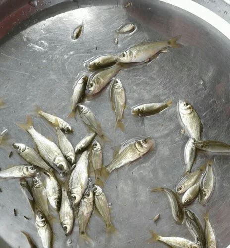 Imc Fish Spawn Seed At Rs Piece Grass Carp Fish Seed In Pune Id