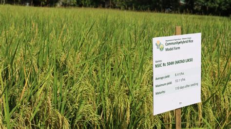 Hybrid Rice For Self Sufficiency