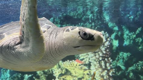 Gran Acuario Mazatlán Abre En Marzo Checa Los Detalles Punto Mx