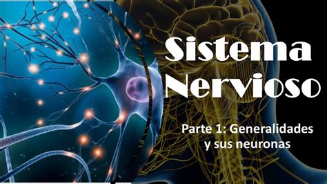 Sistema Nervioso Parte 1 Generalidades Y Sus Neuronas YouTube