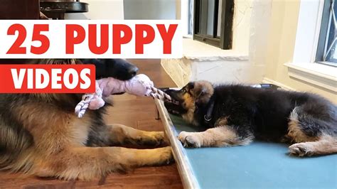 25 Cute Puppy Videos Compilation - YouTube