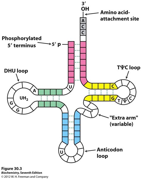 Kevin Aherns Biochemistry Bb 451551 At Oregon State University