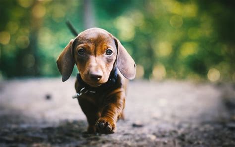 Sausage Dog Wallpaperdogmammalvertebratedog Breedcanidae 286726