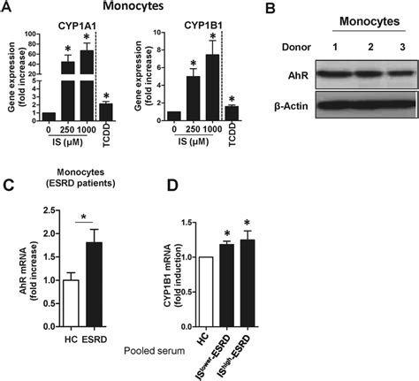 Indoxyl Sulfate IS Is A Potent Agonist For The AhR On Human