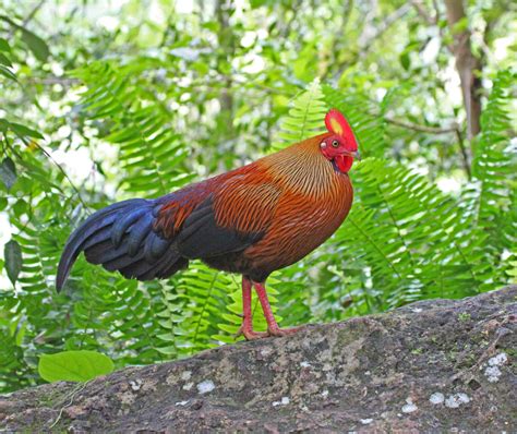 Sri Lanka Junglefowl male – Wilf Powell Photography