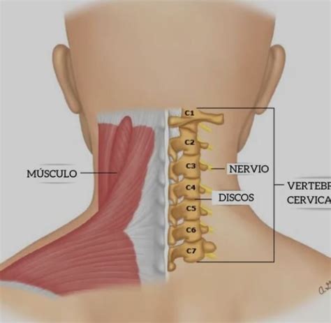 Abdominales Fuertes Sin Dolor De Cuello Consejos Para Evitar Lesiones