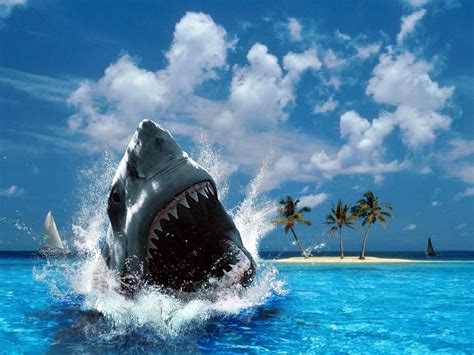 Sharks ♥ Shark ♥