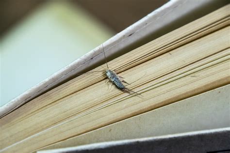 Tips On Preventing A Silverfish Infestation Kness Pest Defense