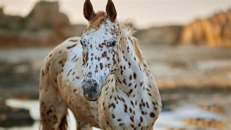 20 Appaloosa Facts: Insights into this Beautiful Horse Breed - Facts.net