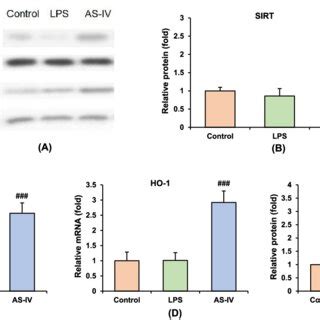 Effect Of As Iv On The Sirt Nrf Pathway In Sepsis Induced Liver