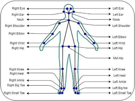 Skeleton Joints Extracted From Videos Using Openpose Algorithm