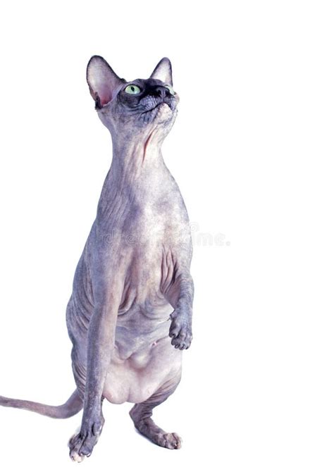 Black Or Blue Canadian Sphynx Cat With Green Eyes Eating Dry Cat Food