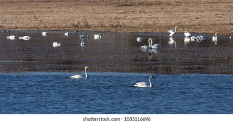 Flock Whooper Swan During Migration Morning Stock Photo 1083116696 ...